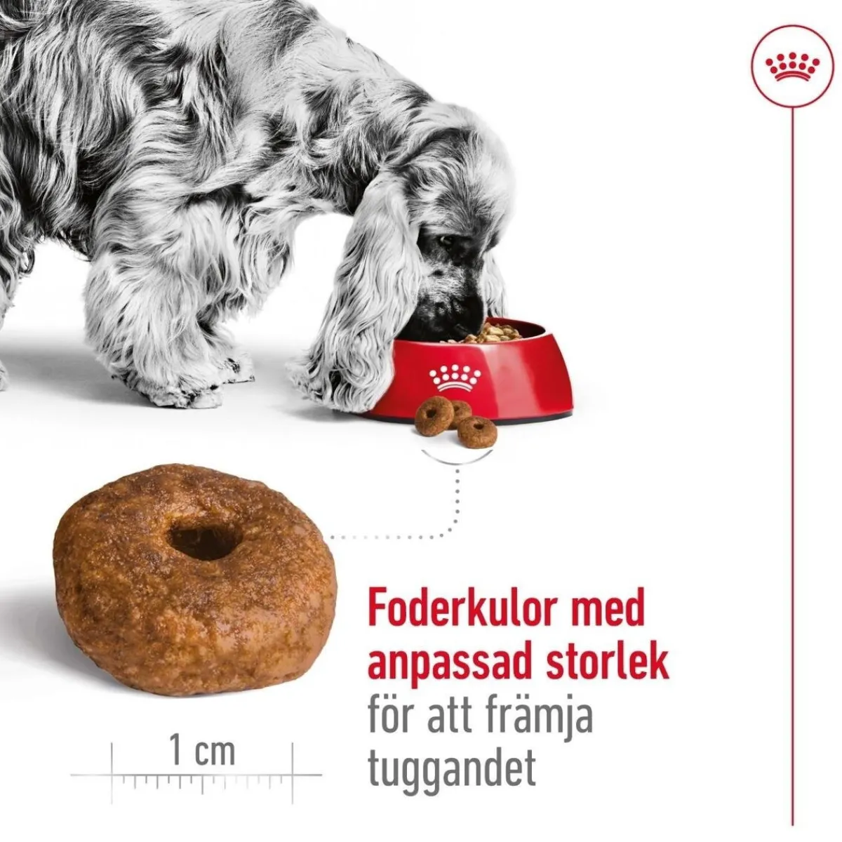 Medium Ageing 10+ 2 x 15kg>Royal Canin Best
