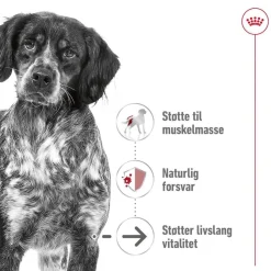 Medium Ageing 10+ 2 x 15kg>Royal Canin Best