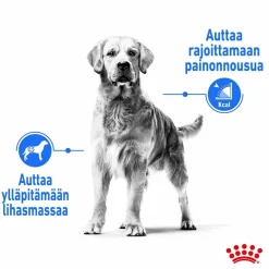 Medium Light Weight Care>Royal Canin Hot