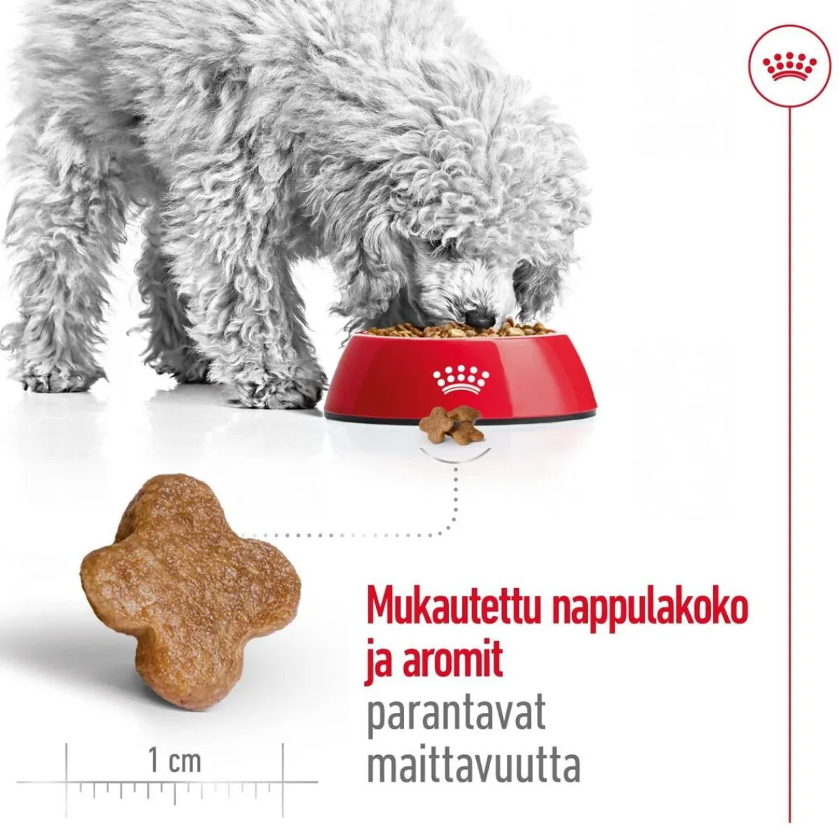 Mini Adult 8+>Royal Canin Discount