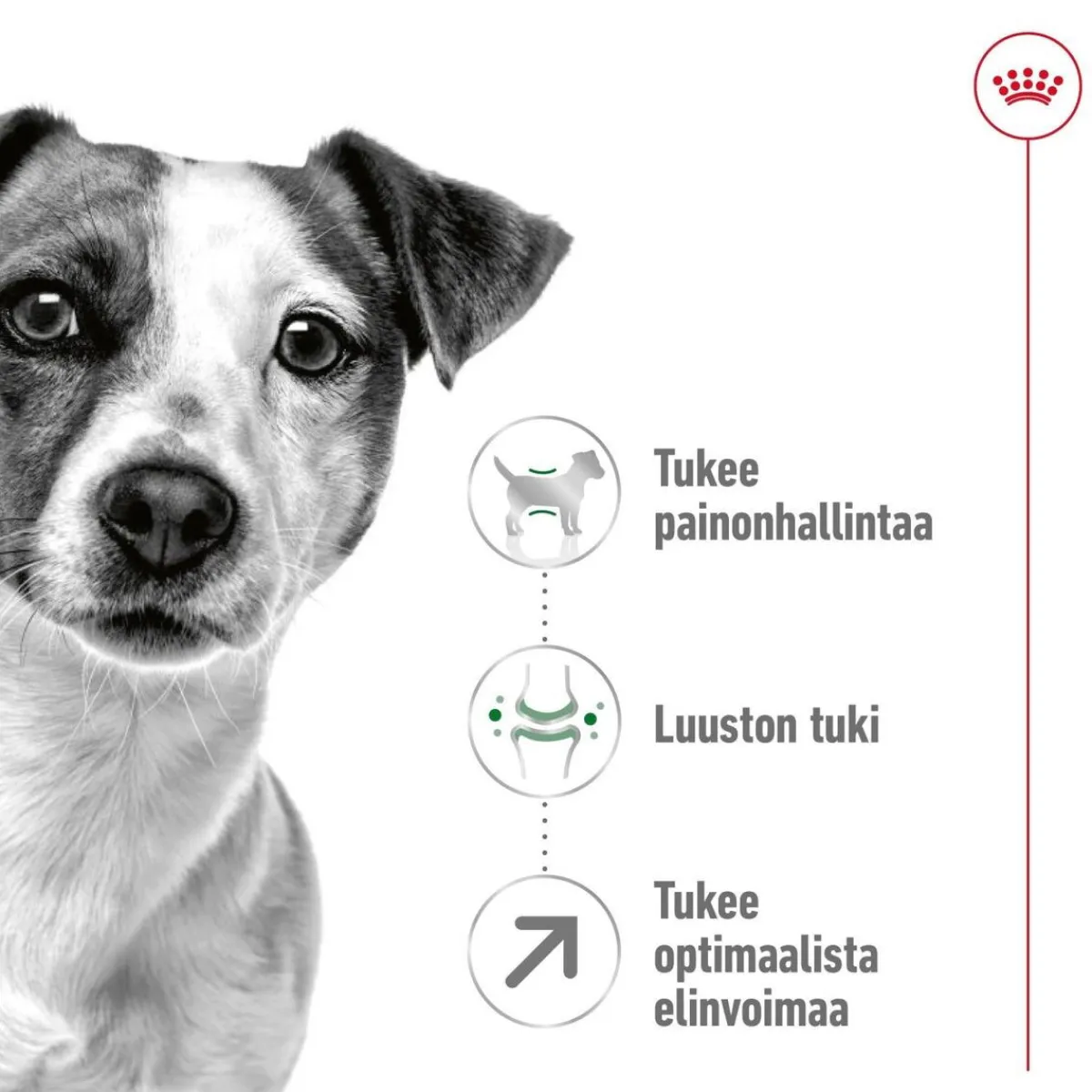 Mini Adult 8+>Royal Canin Discount