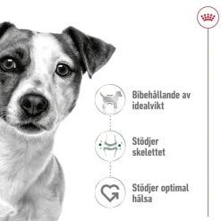Mini Adult 2 x 8 kg>Royal Canin Online