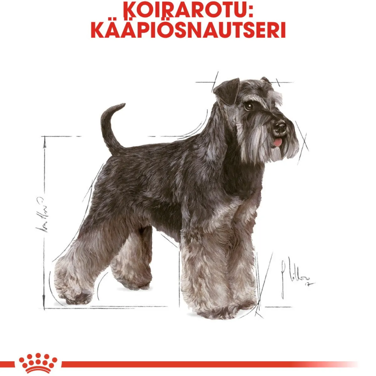 Miniature Schnauzer Adult>Royal Canin