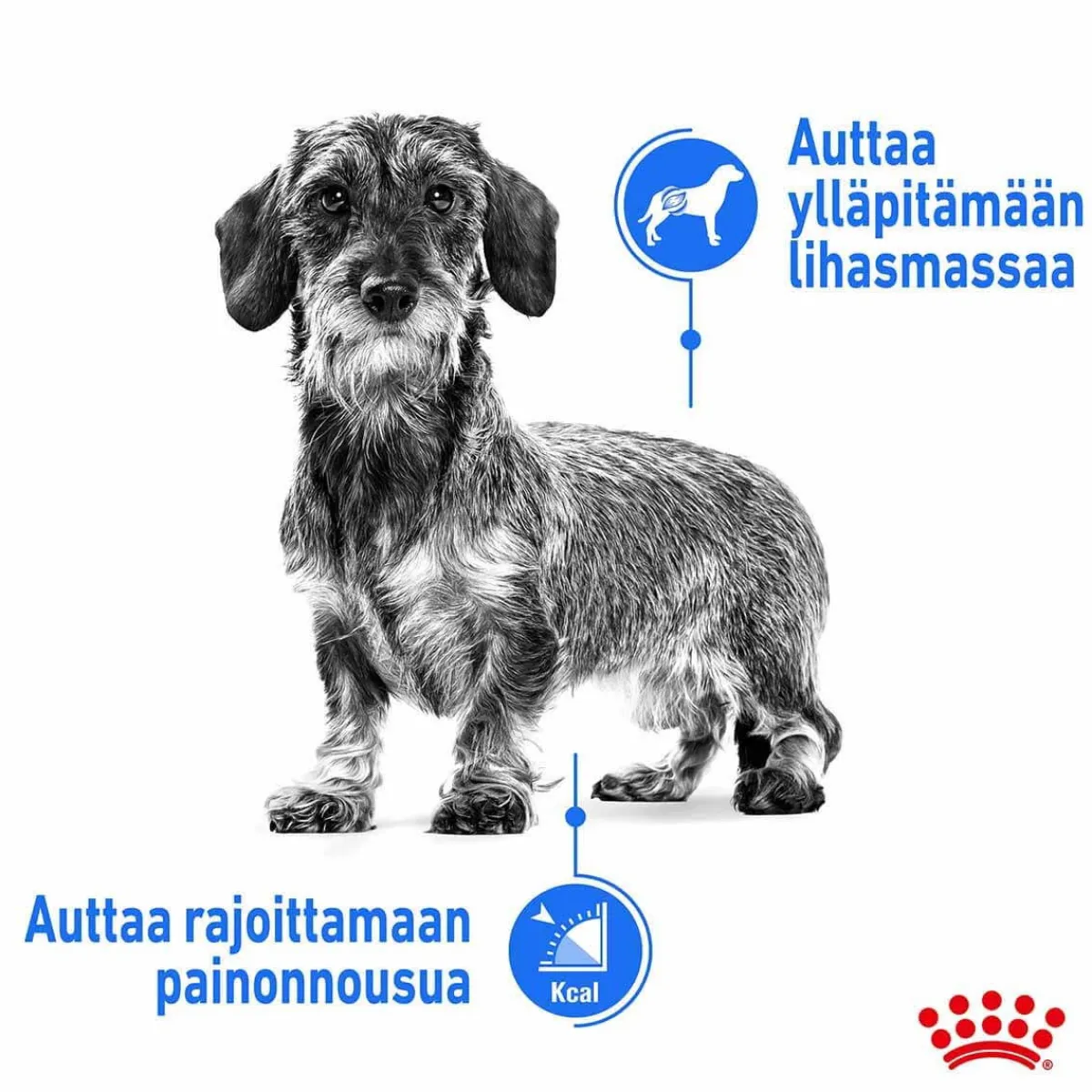 Mini Light Weight Care>Royal Canin Sale