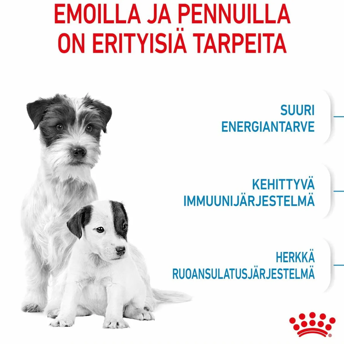 Mini Starter>Royal Canin Sale