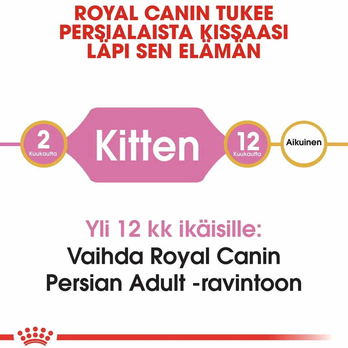 Persian Kitten>Royal Canin Online