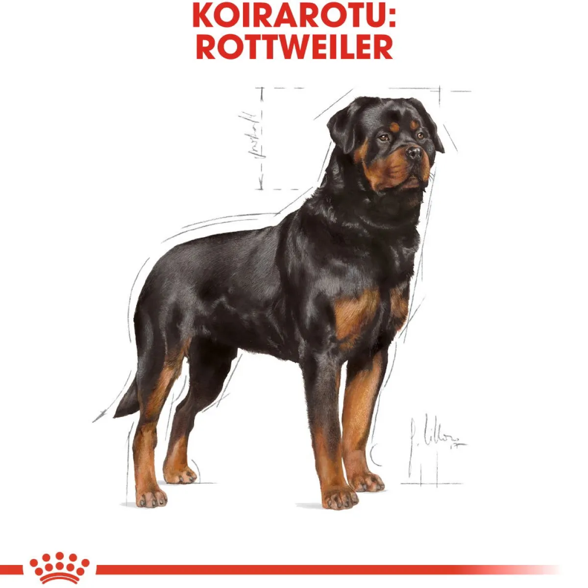 Rottweiler Adult 12 kg>Royal Canin Hot
