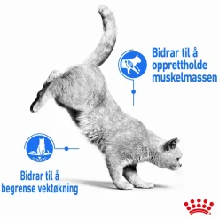 Ultra Light Jelly 85g, 48-pack>Royal Canin Best