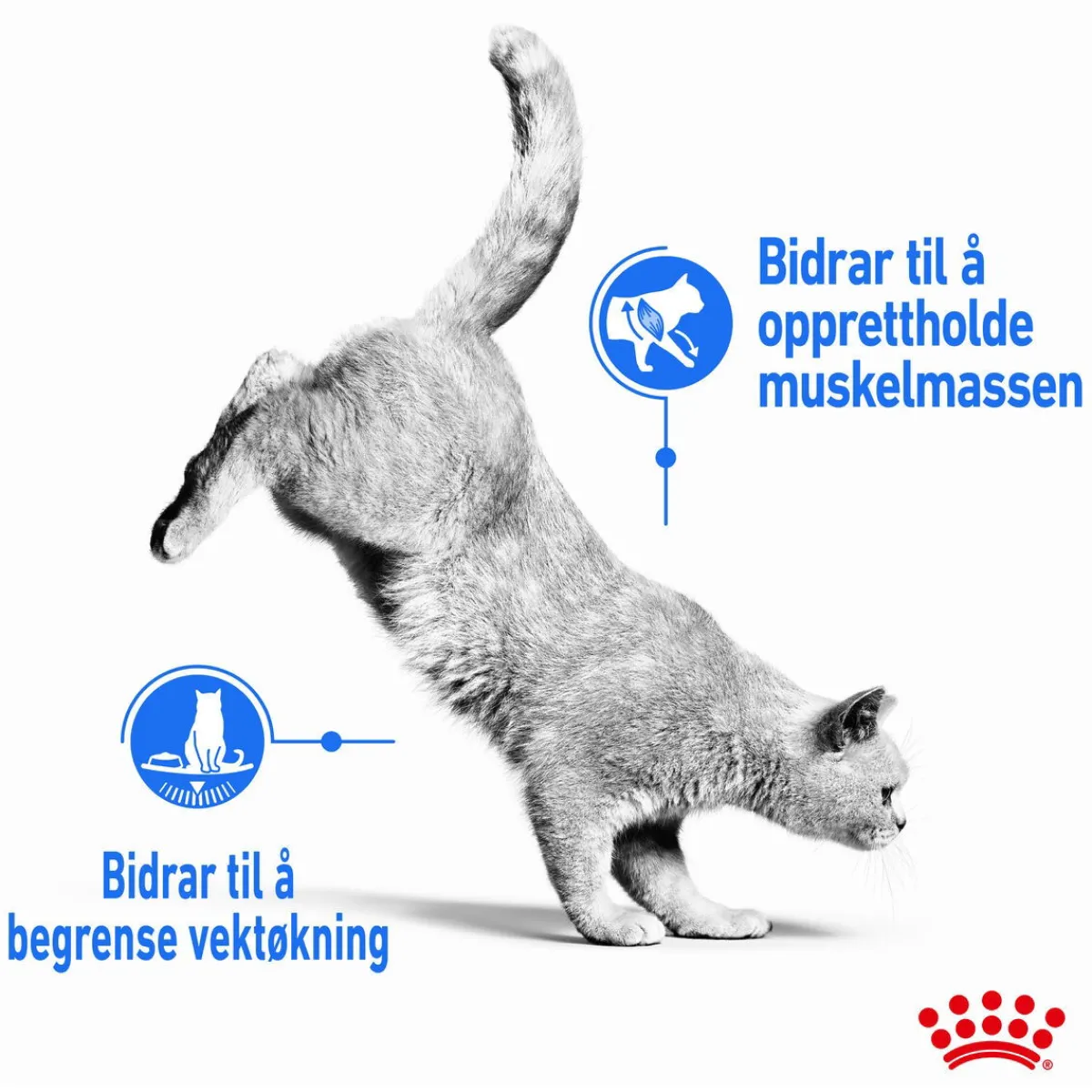 Ultra Light Jelly 85g, 48-pack>Royal Canin Best