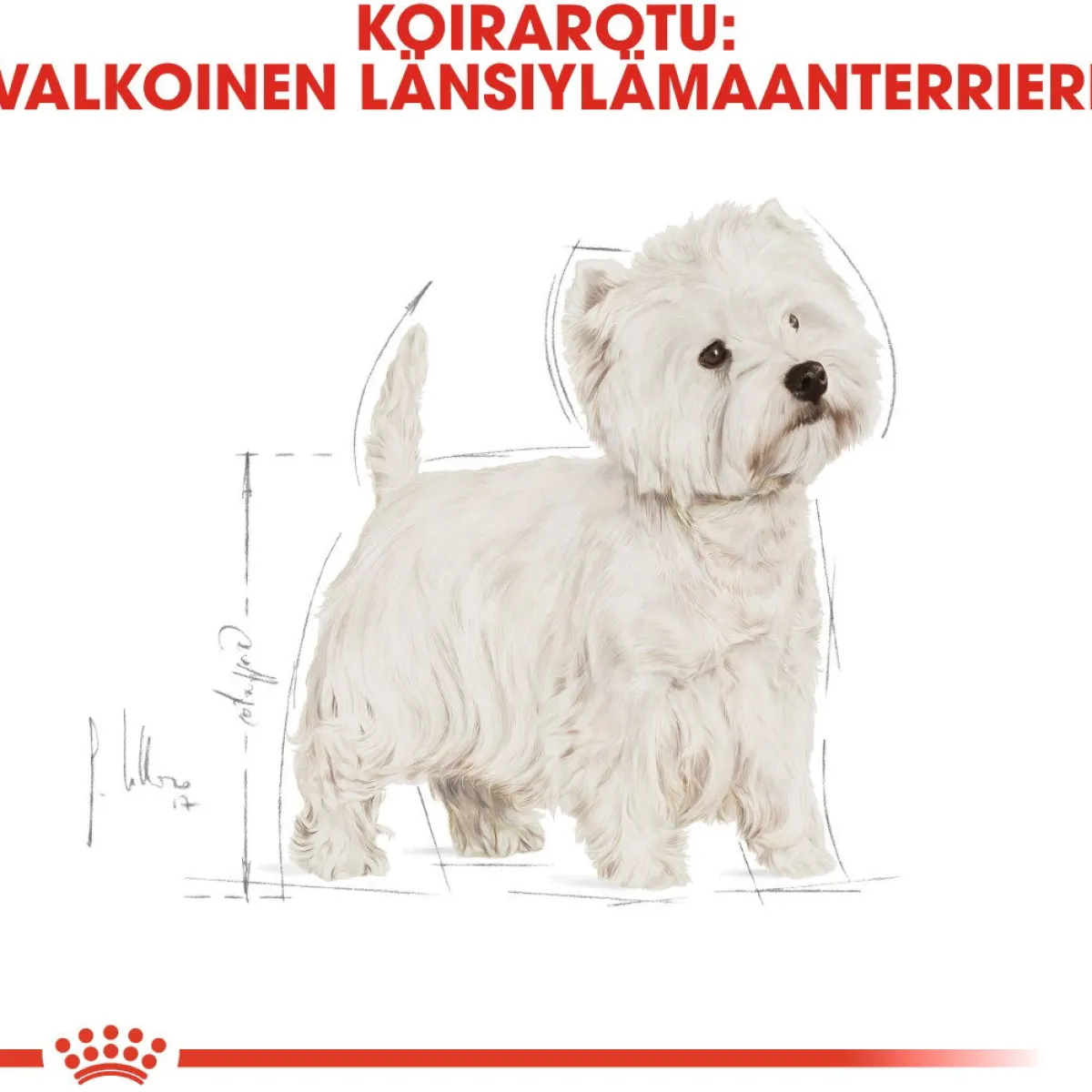 West Highland White Terrier>Royal Canin Online