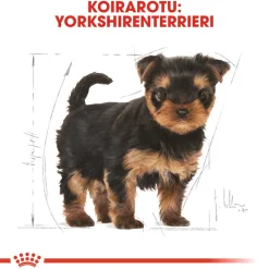 Yorkshire Terrier Puppy 1,5 kg>Royal Canin Outlet