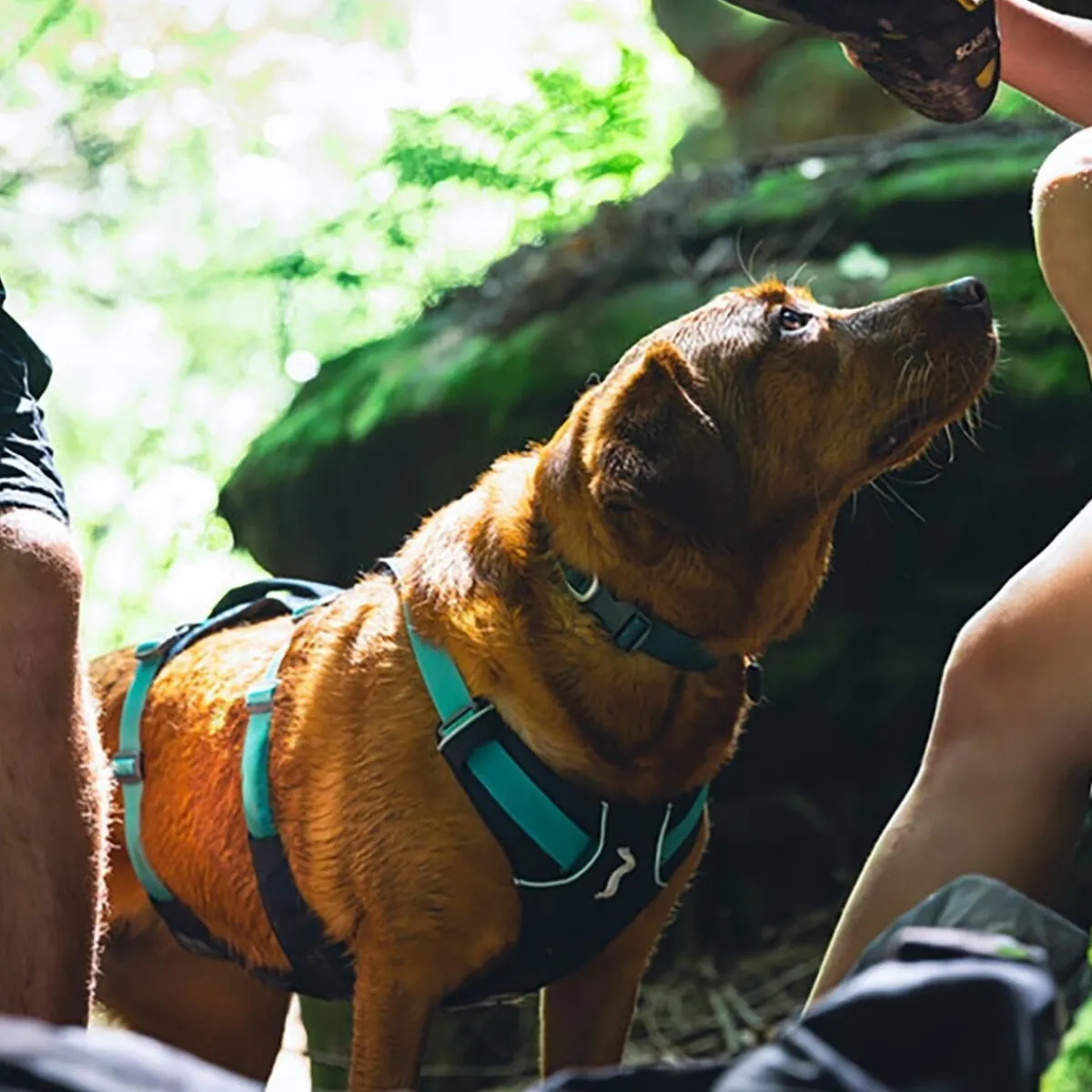 Flagline valjaat, harmaa>RuffWear Best