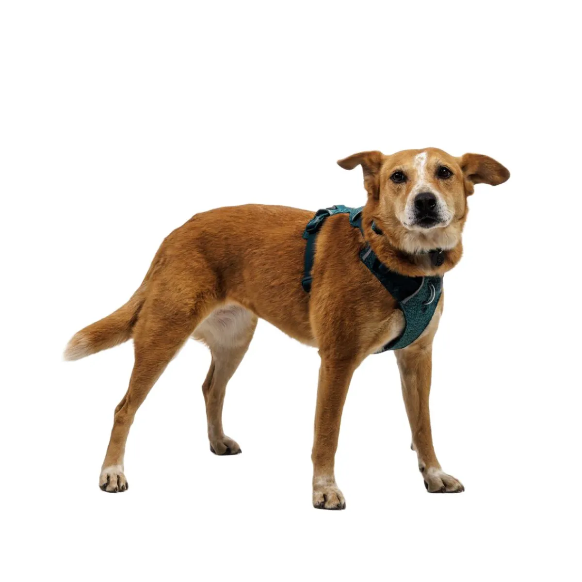 Front Range Flex koiranvaljaat, Deep Teal>RuffWear Best