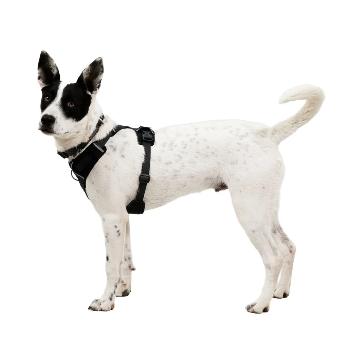 Front Range Flex valjas, Basalt Gray>RuffWear Online