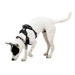 Front Range Flex valjas, Basalt Gray>RuffWear Online