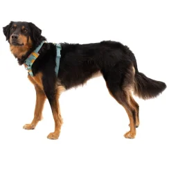 Front Range koiranvaljaat, Spring Mountains>RuffWear Best