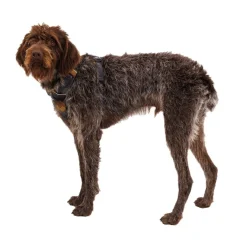 Front Range valjas, Moonlight Mountains>RuffWear Discount