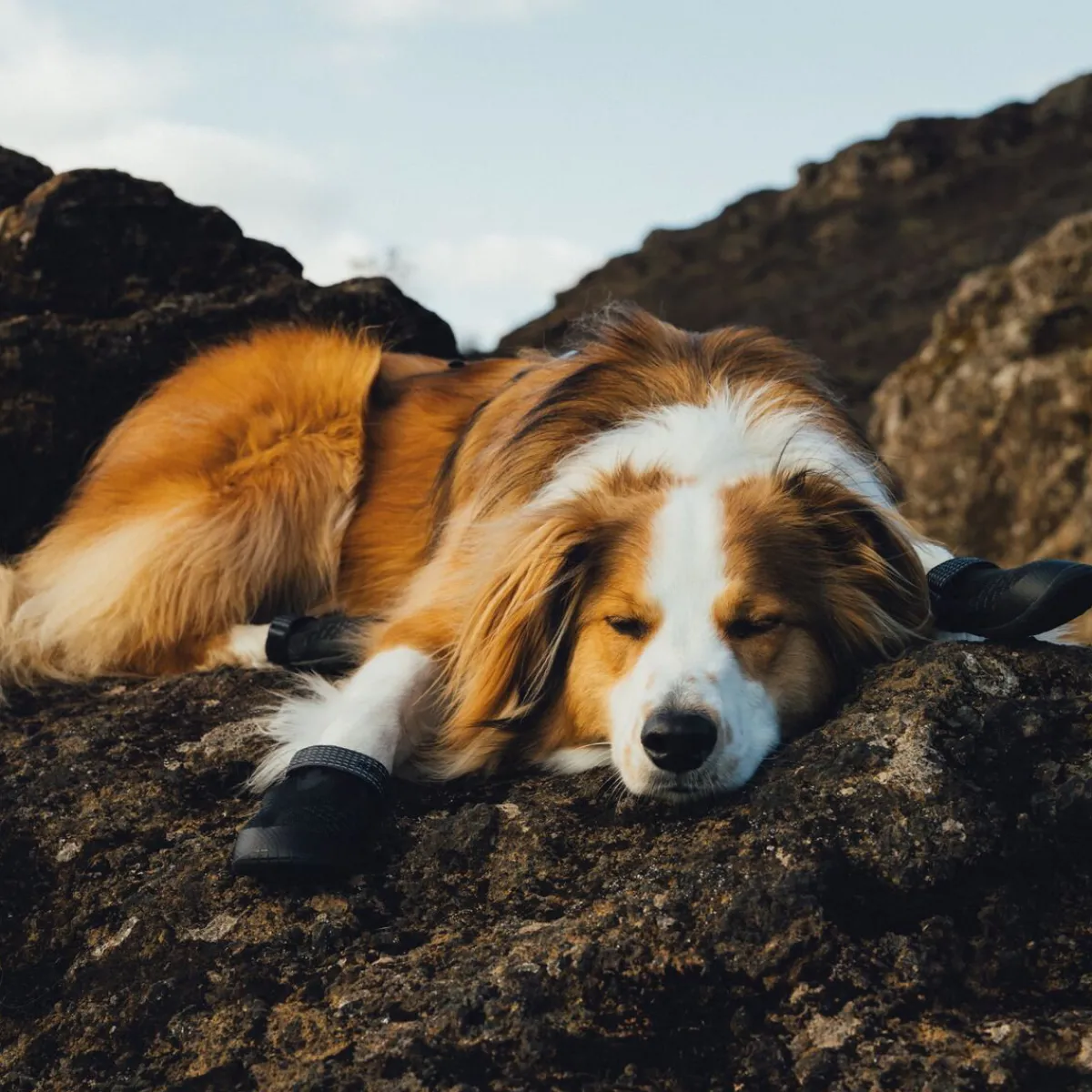 Ridgeline -koiran kengät>RuffWear Best