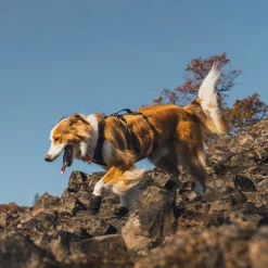 Ridgeline -koiran kengät>RuffWear Best