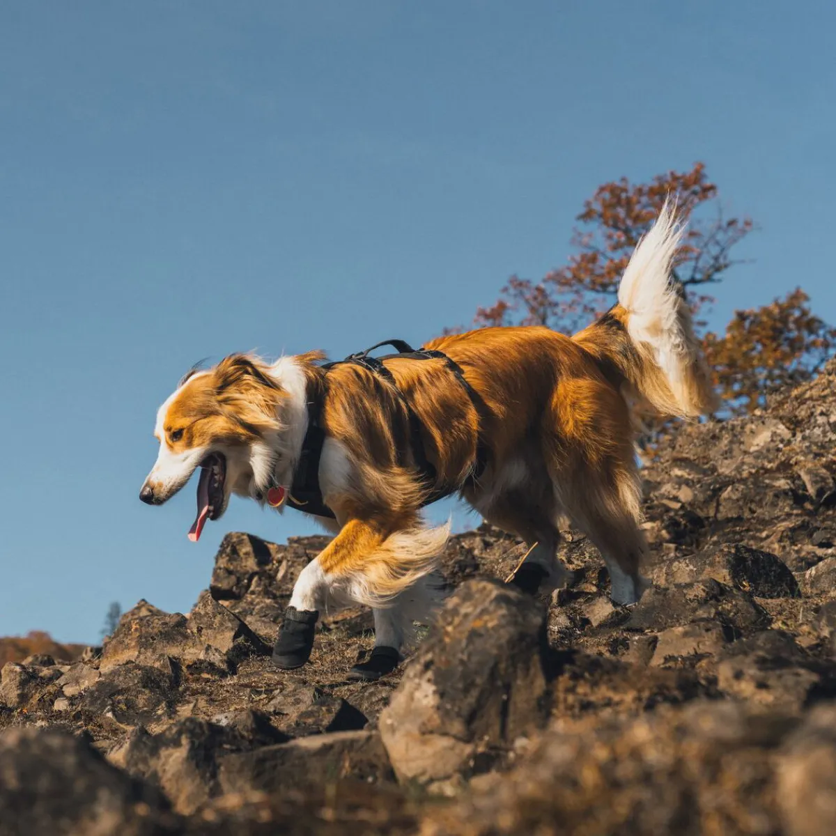 Ridgeline -koiran kengät>RuffWear Best