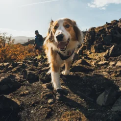 Ridgeline -koiran kengät>RuffWear Best