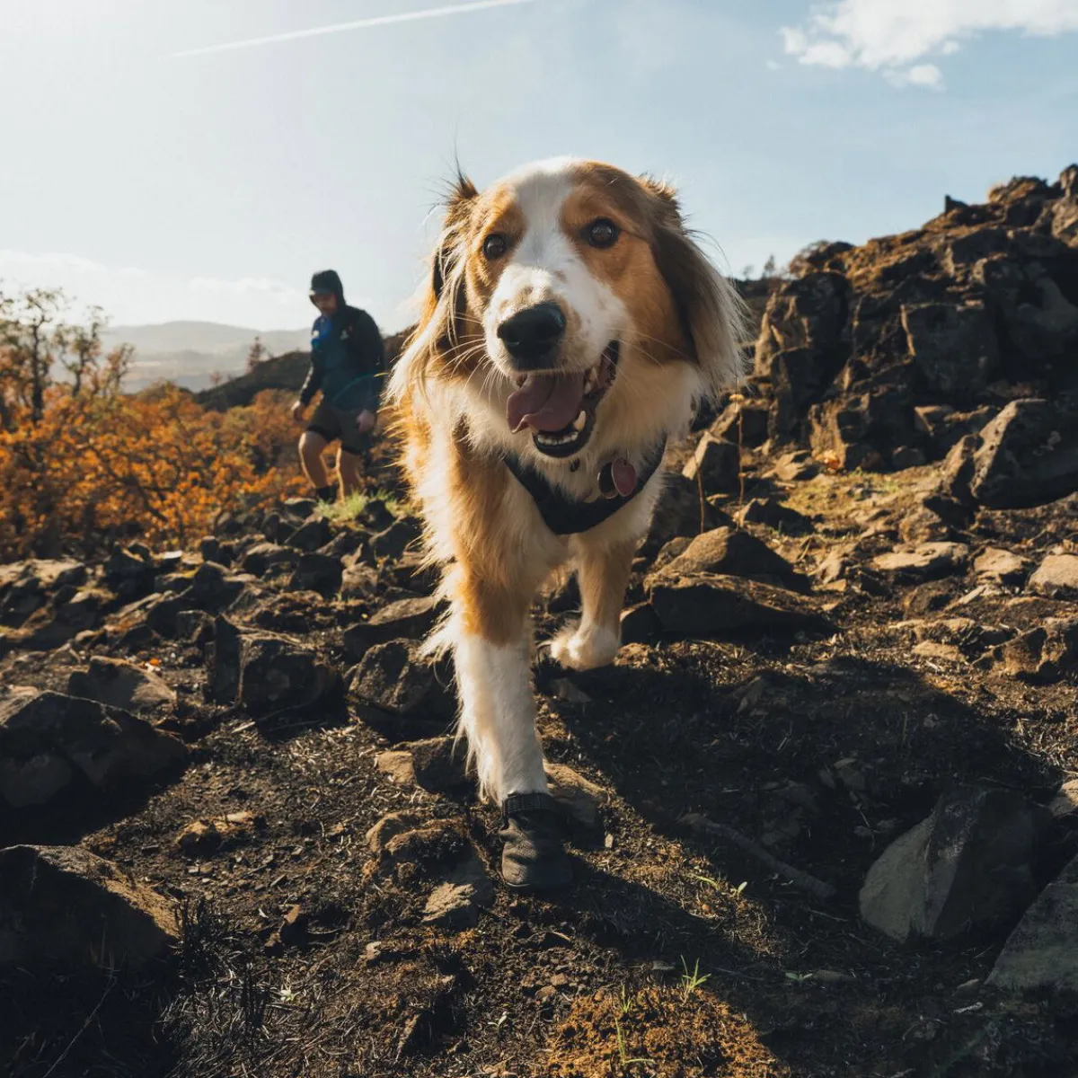 Ridgeline -koiran kengät>RuffWear Best