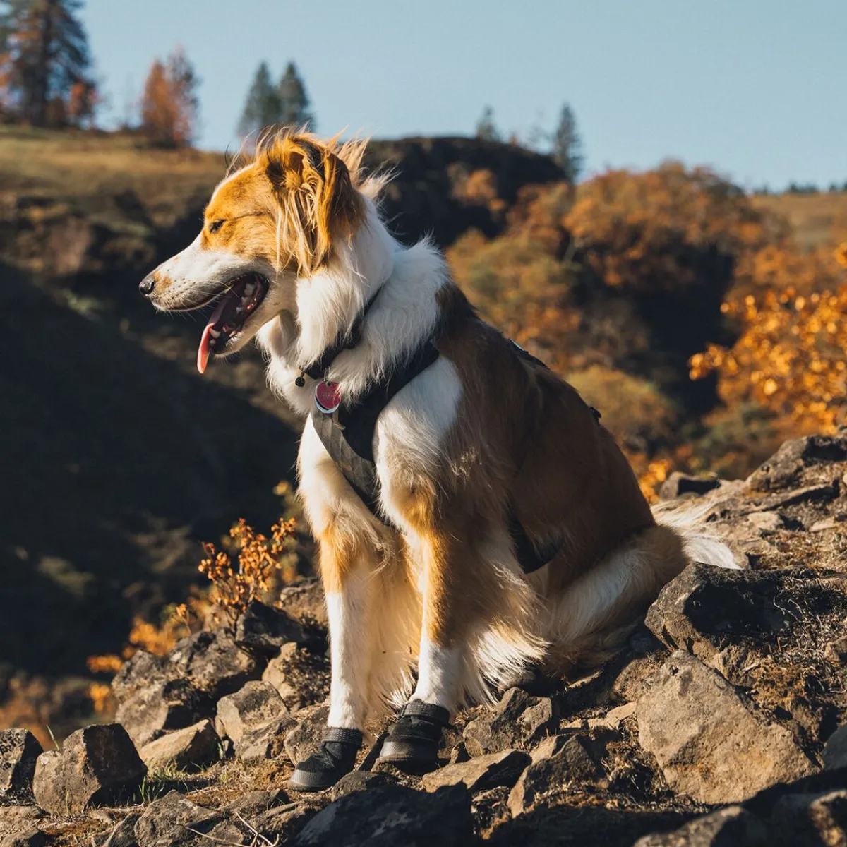 Ridgeline -koiran kengät>RuffWear Best