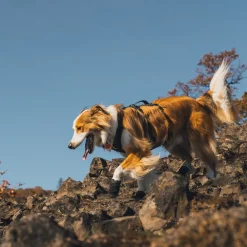 Ridgeline -koiran kengät>RuffWear Best