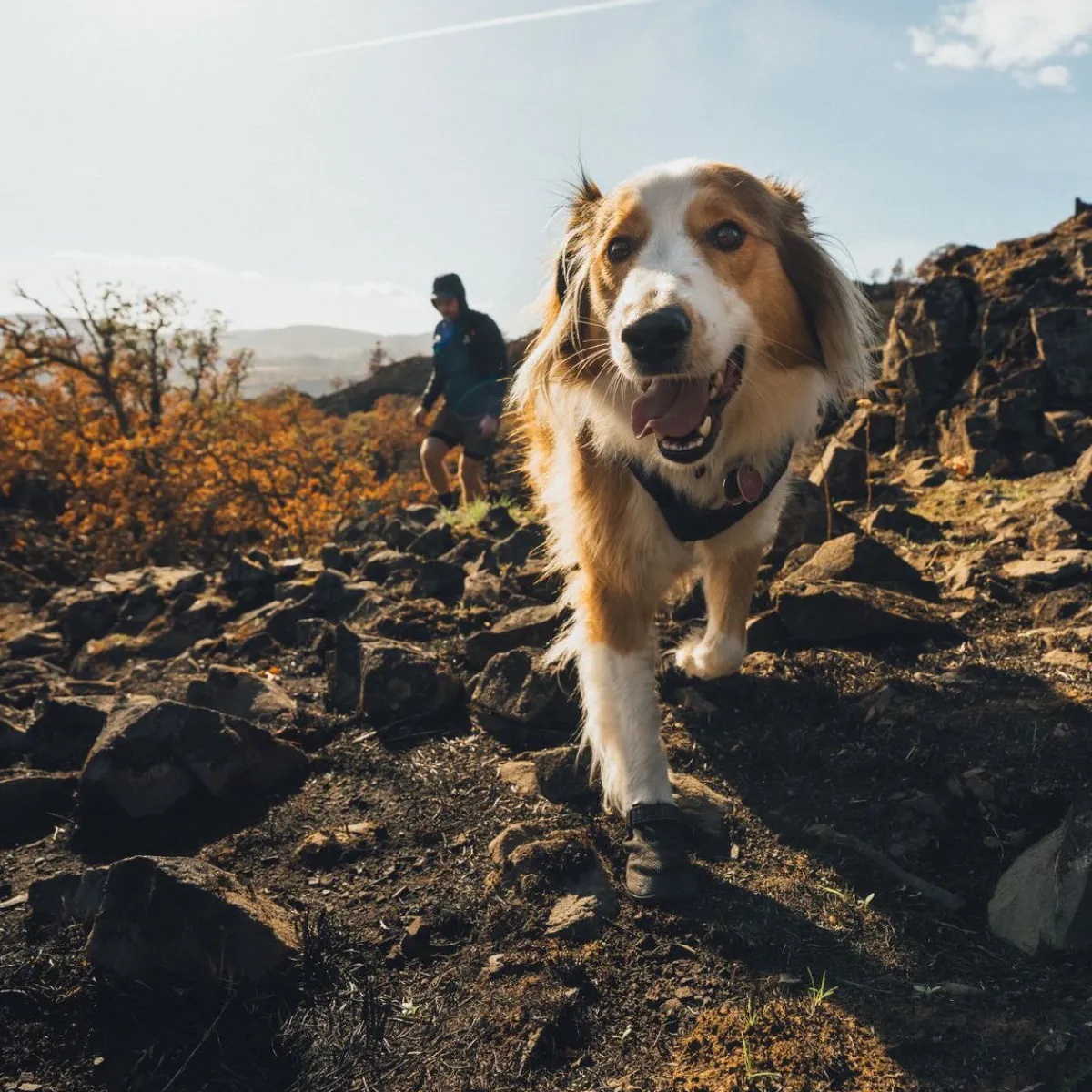 Ridgeline -koiran kengät>RuffWear Best