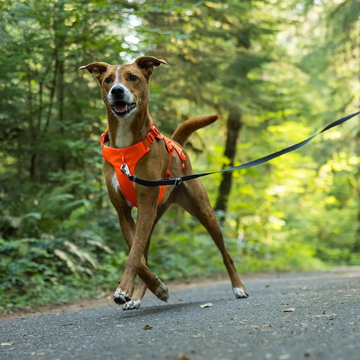 Web Master valjaat koiralle, Blaze Orange>RuffWear Best