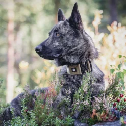 Cobra-kaulapanta 50 mm, oliivi>Salmiakkitassu Discount