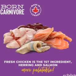 Born Carnivore kana & silli>Schesir Outlet