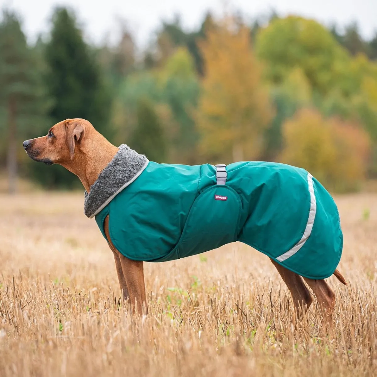 Toppa valjasaukolla, Forest>Pomppa Hot