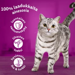 1+ jelly 40x85 g>Whiskas Clearance