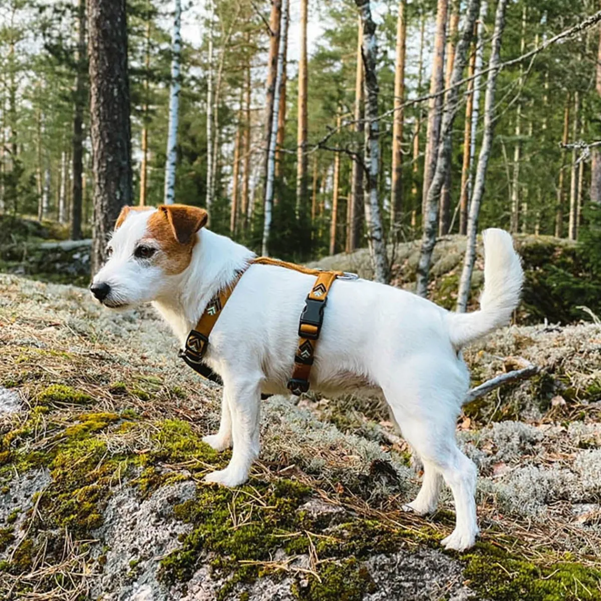 Sea to Summit valjaat>Woolly Wolf Discount
