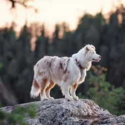 Y-valjas Alpha 360, Glacier Green Mix>Woolly Wolf Outlet